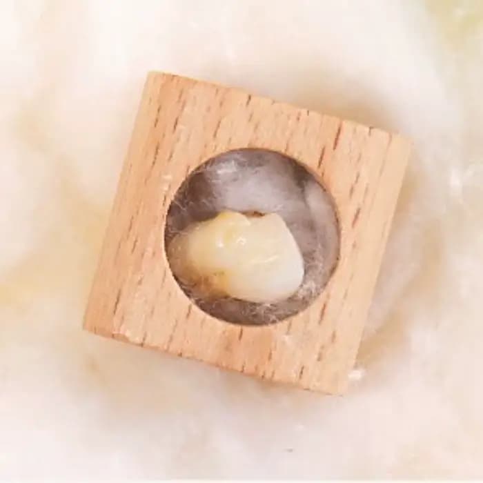 Keepplex-Boîte de rangement en bois pour dents de lait de bébé