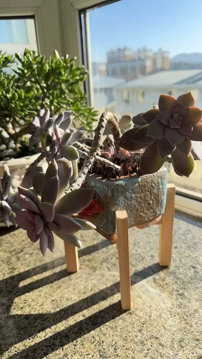 Support pour plantes en bambou naturel, support pour pot de fleurs à quatre pieds en forme de croix, étagère robuste pour plantes d'intérieur et d'extérieur