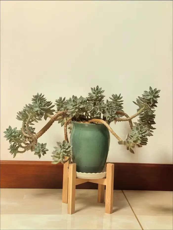 Support pour plantes en bambou naturel, support pour pot de fleurs à quatre pieds en forme de croix, étagère robuste pour plantes d'intérieur et d'extérieur